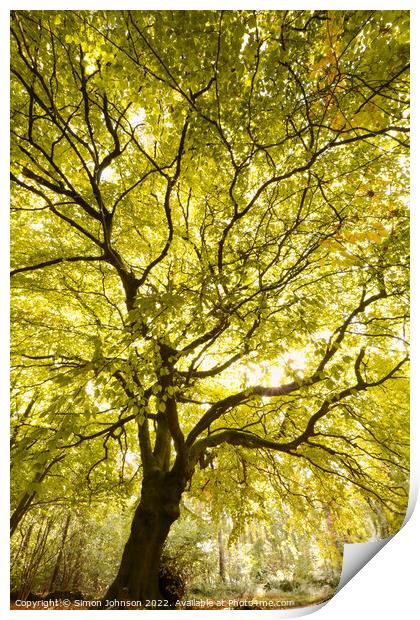Beech tree Print by Simon Johnson
