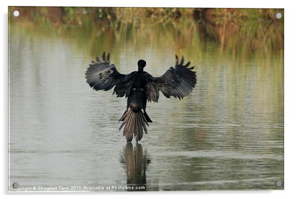 Little Cormorant : just landing Acrylic by Bhagwat Tavri