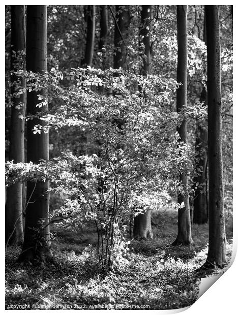 sunlit tree in Monochrome Print by Simon Johnson