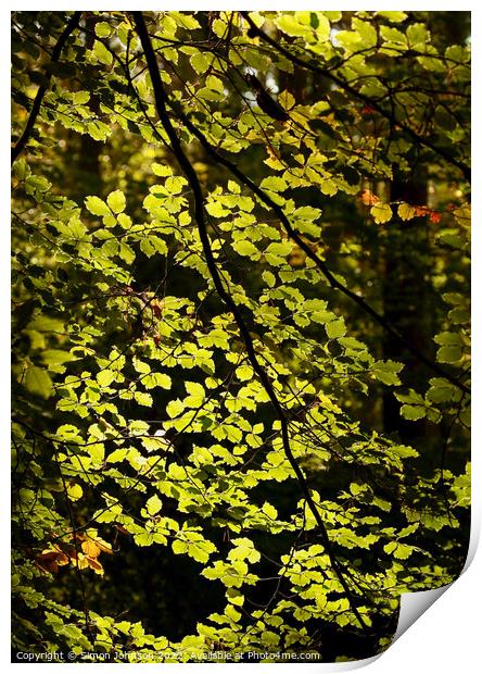 sunlit leaf cutrain Print by Simon Johnson