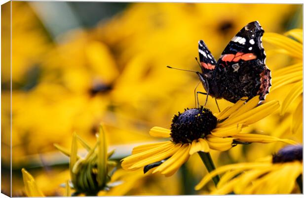 Memories of Summer 02 Canvas Print by Glen Allen