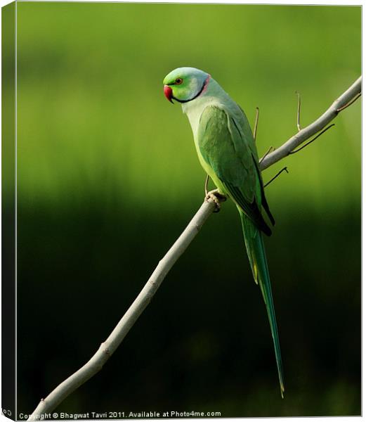 Rose-ringed parakeet [m] Canvas Print by Bhagwat Tavri