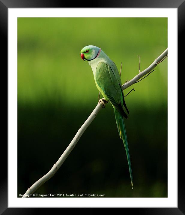 Rose-ringed parakeet [m] Framed Mounted Print by Bhagwat Tavri