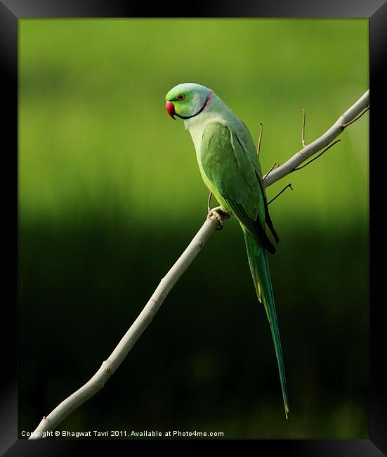 Rose-ringed parakeet [m] Framed Print by Bhagwat Tavri