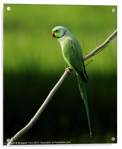 Rose-ringed parakeet [m] Acrylic by Bhagwat Tavri