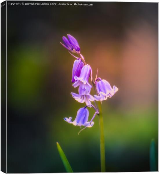 Bluebell in the woods Canvas Print by Derrick Fox Lomax