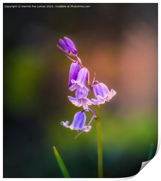 Bluebell in the woods Print by Derrick Fox Lomax
