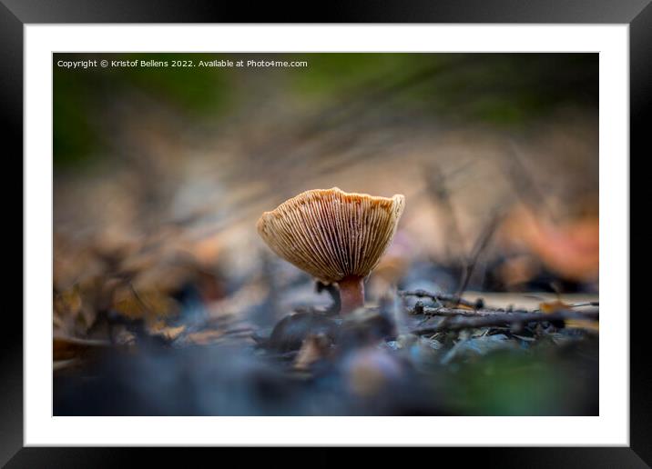 Closeup shot of Lactarius tabidus commonly known as birch milkcap. Framed Mounted Print by Kristof Bellens