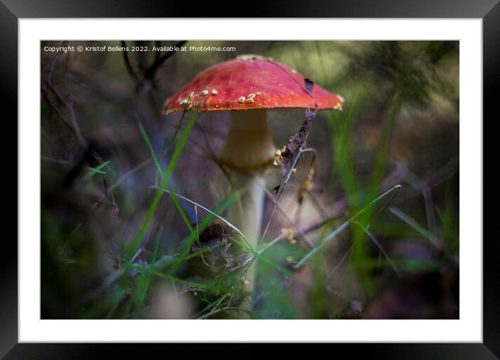 Selective focus shot of Amanita muscaria, commonly known as the fly agaric or fly amanita, is a basidiomycete of the genus Amanita. Framed Mounted Print by Kristof Bellens
