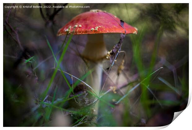 Selective focus shot of Amanita muscaria, commonly known as the fly agaric or fly amanita, is a basidiomycete of the genus Amanita. Print by Kristof Bellens
