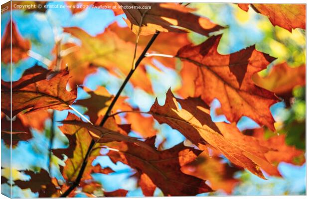 Autumn colors of Northern red oak tree leaves in closeup. Canvas Print by Kristof Bellens