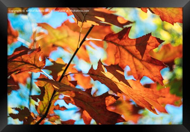 Autumn colors of Northern red oak tree leaves in closeup. Framed Print by Kristof Bellens