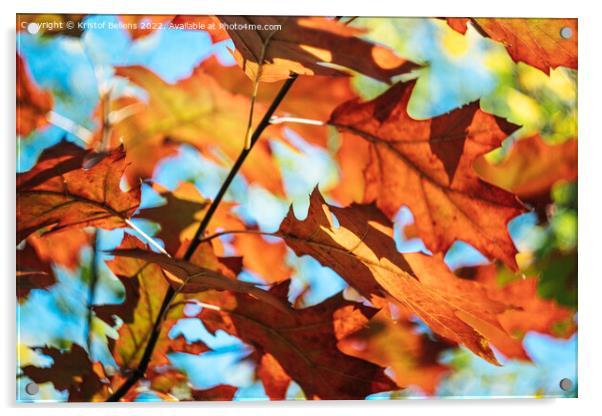 Autumn colors of Northern red oak tree leaves in closeup. Acrylic by Kristof Bellens