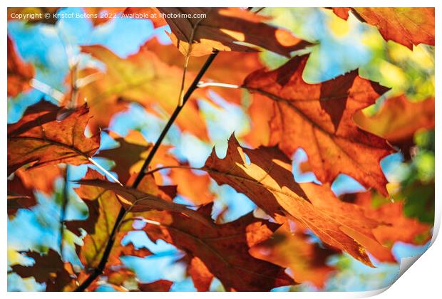 Autumn colors of Northern red oak tree leaves in closeup. Print by Kristof Bellens