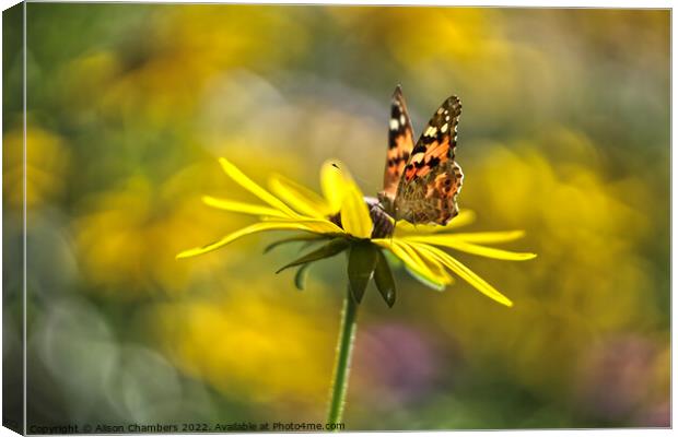 Tortoiseshell Butterfly on Rudbeckia Canvas Print by Alison Chambers