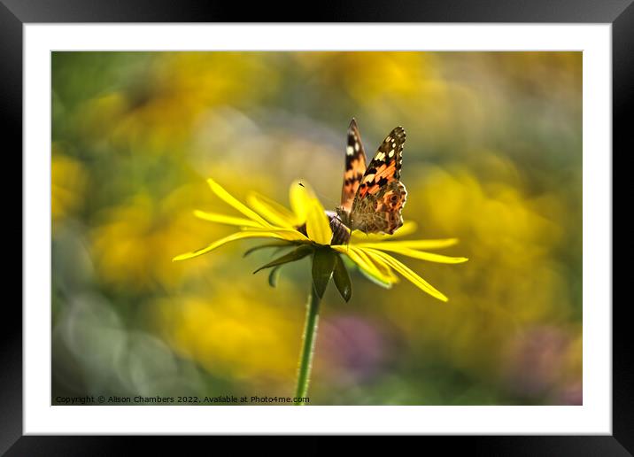 Tortoiseshell Butterfly on Rudbeckia Framed Mounted Print by Alison Chambers