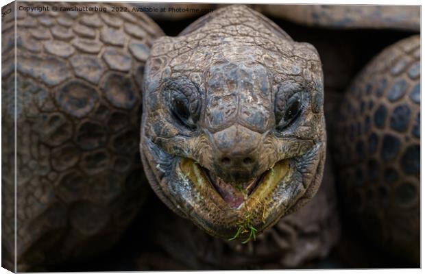 Giant Aldabra Tortoise Canvas Print by rawshutterbug 