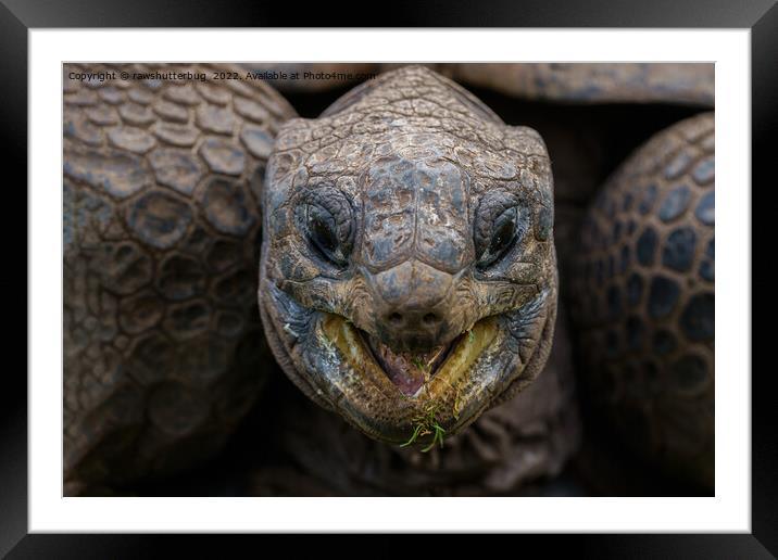 Giant Aldabra Tortoise Framed Mounted Print by rawshutterbug 