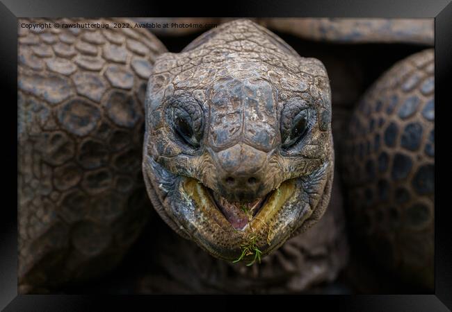 Giant Aldabra Tortoise Framed Print by rawshutterbug 