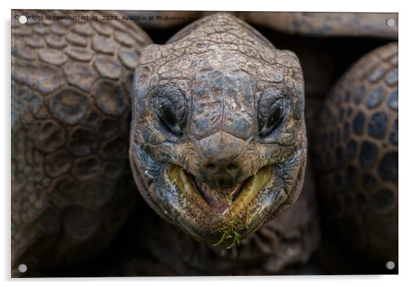 Giant Aldabra Tortoise Acrylic by rawshutterbug 