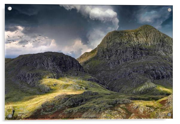 HARRISON STICKLE SUNLIGHT Acrylic by Tony Sharp LRPS CPAGB