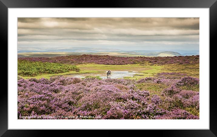 Wild Horse in Heather Framed Mounted Print by Ian Collins