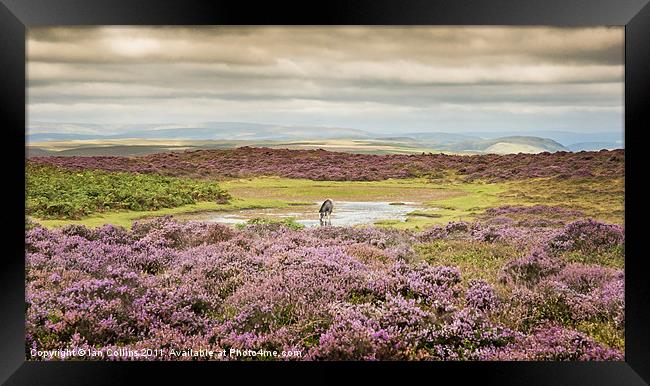 Wild Horse in Heather Framed Print by Ian Collins