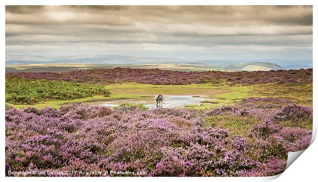 Wild Horse in Heather Print by Ian Collins