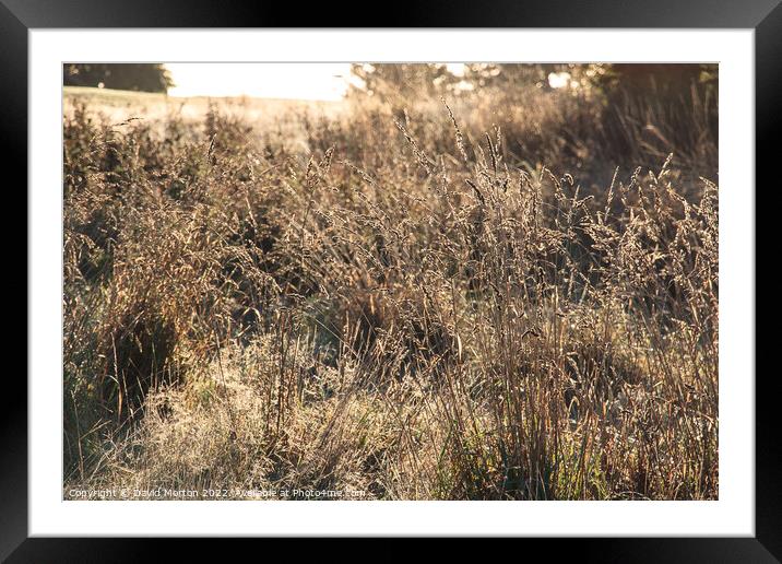Dew on grasses in autumn Framed Mounted Print by David Morton