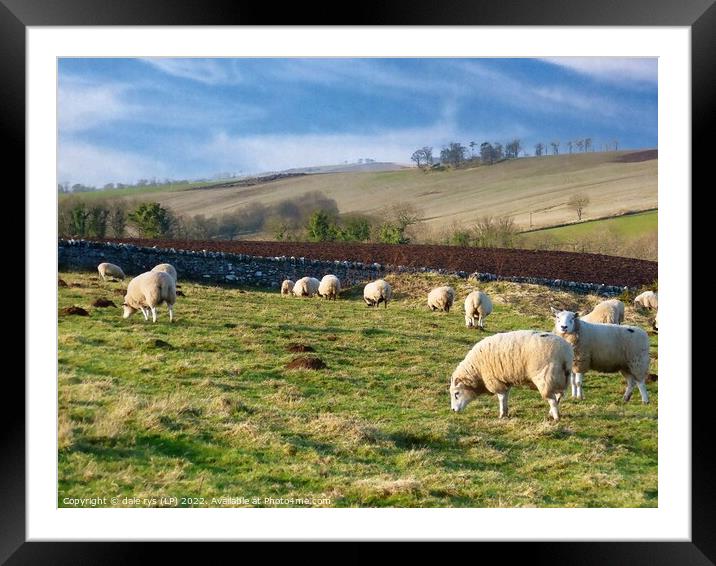 sheep farming east linton Framed Mounted Print by dale rys (LP)