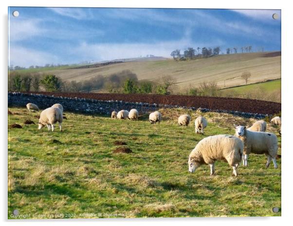 sheep farming east linton Acrylic by dale rys (LP)