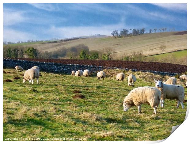 sheep farming east linton Print by dale rys (LP)