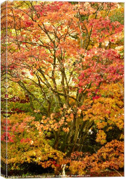 Acer in autumn glory Canvas Print by Simon Johnson