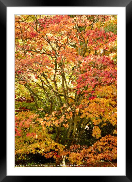 Acer in autumn glory Framed Mounted Print by Simon Johnson