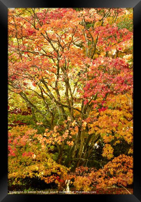 Acer in autumn glory Framed Print by Simon Johnson