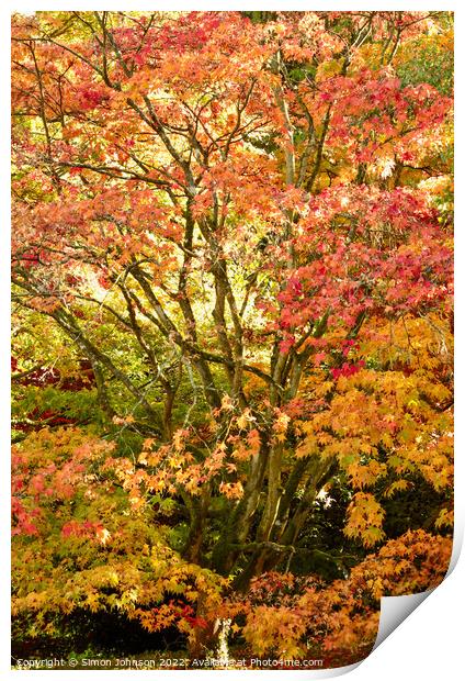 Acer in autumn glory Print by Simon Johnson