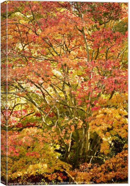 Acer autumnal colour Canvas Print by Simon Johnson