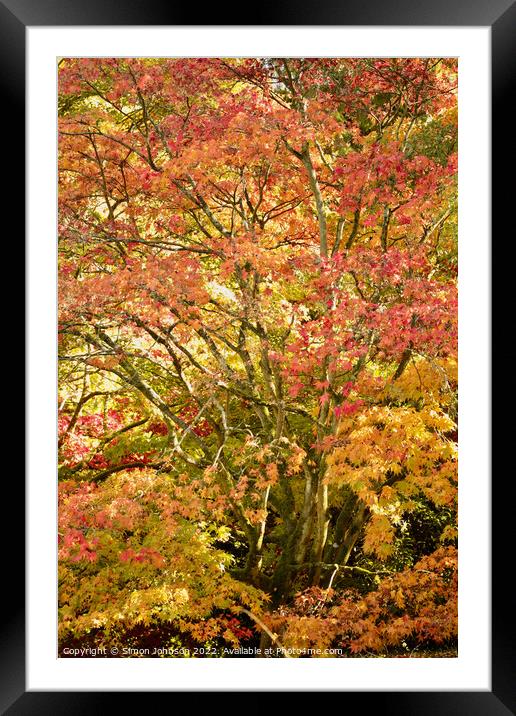 Acer autumnal colour Framed Mounted Print by Simon Johnson