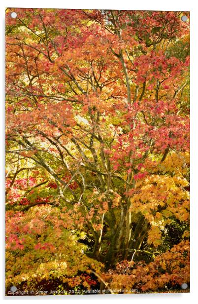 Acer autumnal colour Acrylic by Simon Johnson