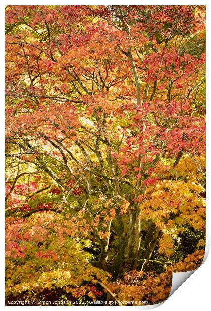 Acer autumnal colour Print by Simon Johnson