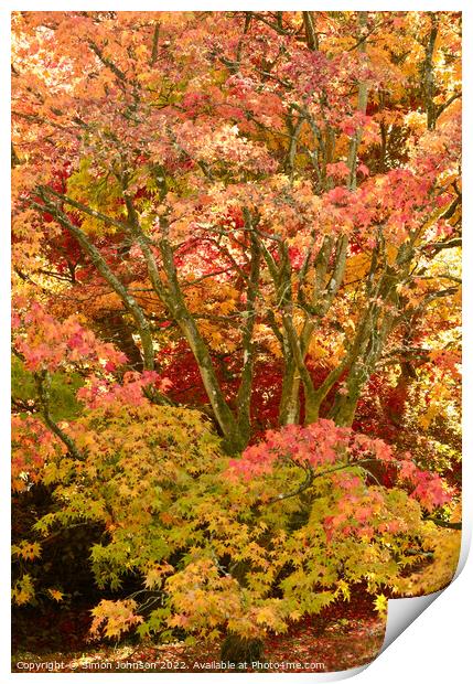 Autumn Acer Tree Print by Simon Johnson