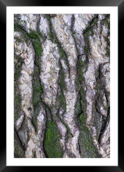 Black Pine Tree Bark Background Framed Mounted Print by Artur Bogacki