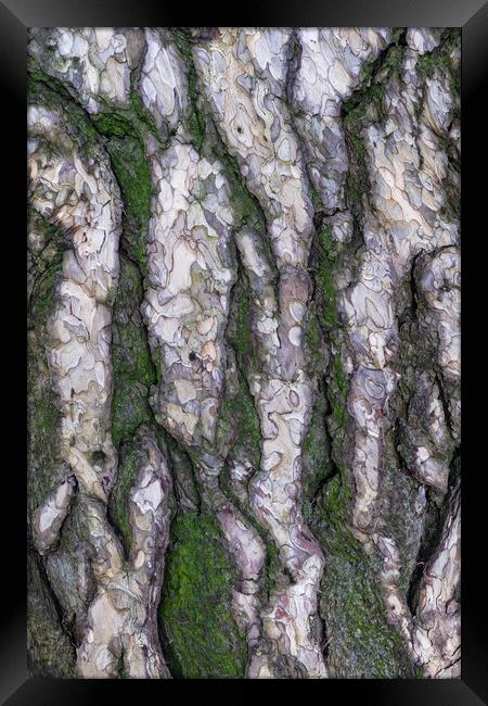 Black Pine Tree Bark Background Framed Print by Artur Bogacki