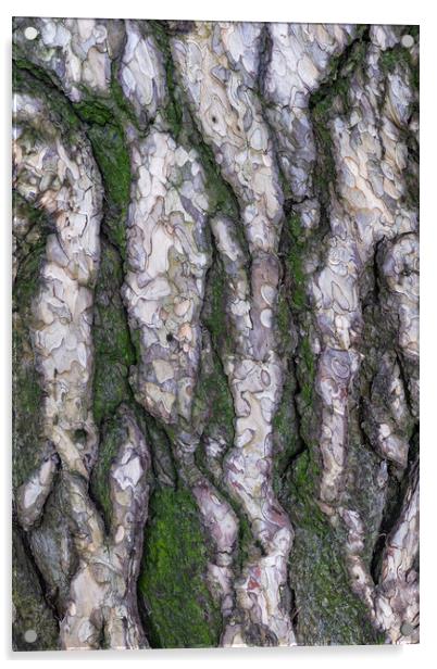 Black Pine Tree Bark Background Acrylic by Artur Bogacki