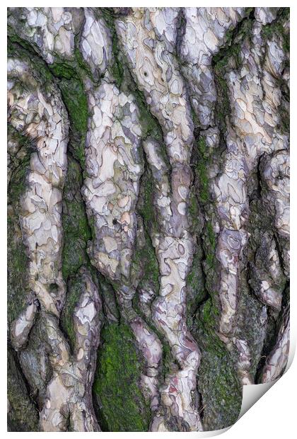 Black Pine Tree Bark Background Print by Artur Bogacki
