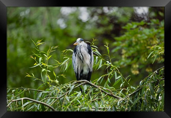 Grey Heron Bird On Tree Branch Framed Print by Artur Bogacki