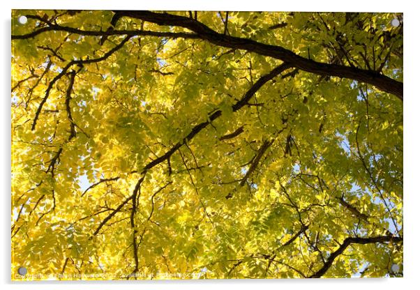 Robinia pseudoacacia frisia tree in autumn Acrylic by Elaine Hayward