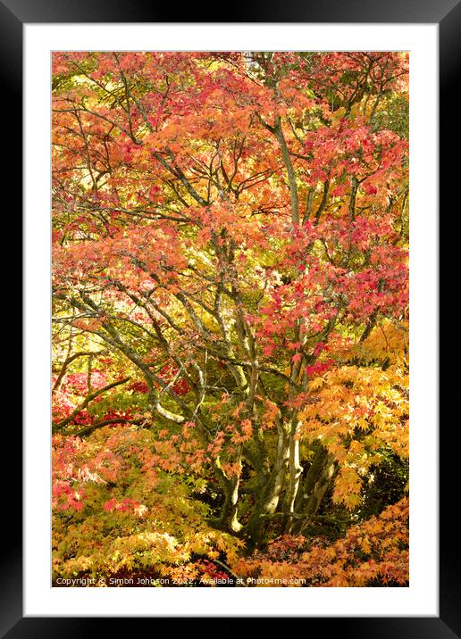Acer autumnal leaves Framed Mounted Print by Simon Johnson
