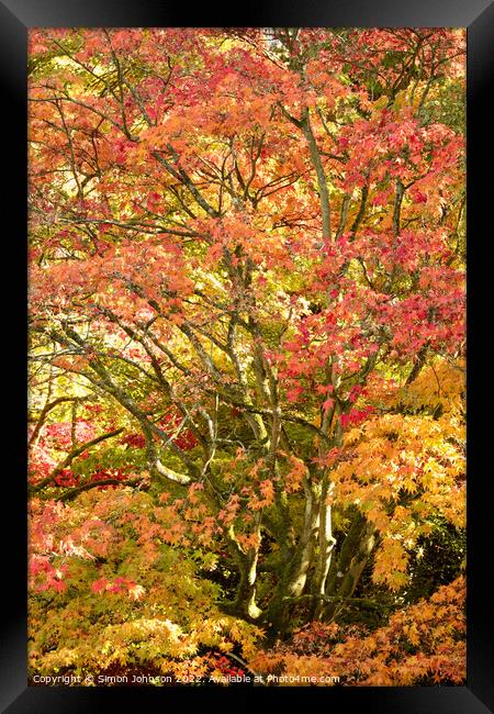 Acer autumnal leaves Framed Print by Simon Johnson