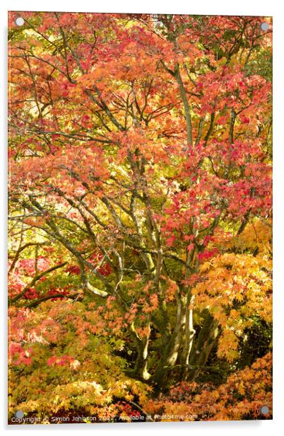 Acer autumnal leaves Acrylic by Simon Johnson